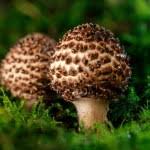 Attēlu rezultāti vaicājumam “Lepiota aspera”