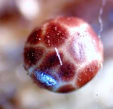 Attēlu rezultāti vaicājumam “Diderma roanense”