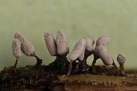 Attēlu rezultāti vaicājumam “Arcyria cinerea macro”