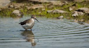 Attēlu rezultāti vaicājumam “Tringa ochropus”