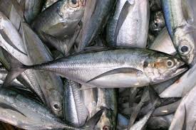 Image result for Trachurus trachurus