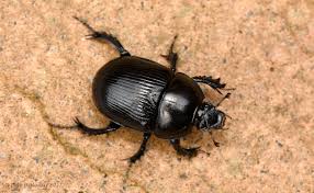 Attēlu rezultāti vaicājumam “Geotrupes stercorarius”