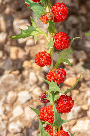 Attēlu rezultāti vaicājumam “Chenopodium foliosum fruit”