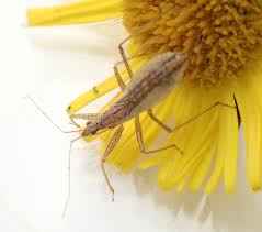 Attēlu rezultāti vaicājumam “Nabis limbatus”