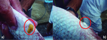 Image result for Mugil liza