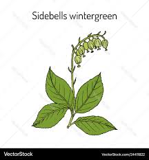 Attēlu rezultāti vaicājumam “Orthilia secunda”