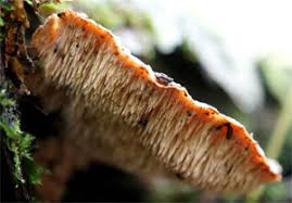 Attēlu rezultāti vaicājumam “Octospora splachnophila spores”