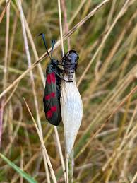 Attēlu rezultāti vaicājumam “Zygaena filipendulae exuvia”