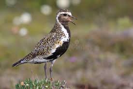 Attēlu rezultāti vaicājumam “Pluvialis apricaria adult”