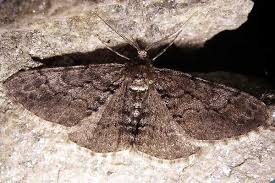 Attēlu rezultāti vaicājumam “Cleora cinctaria”