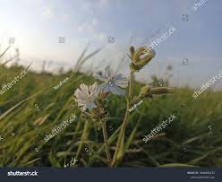 Attēlu rezultāti vaicājumam “Silene latifolia subsp. alba”