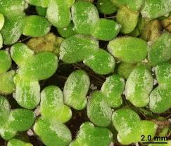 Attēlu rezultāti vaicājumam “Lemna minor”