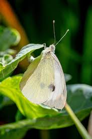 Attēlu rezultāti vaicājumam “Pieris brassicae female”