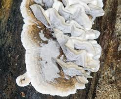 Attēlu rezultāti vaicājumam “Bjerkandera fumosa”