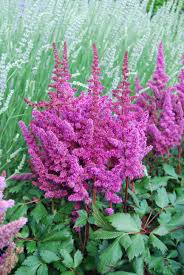 Attēlu rezultāti vaicājumam “Astilbe chinensis”