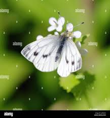 Attēlu rezultāti vaicājumam “Pieris napi female”