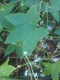 Attēlu rezultāti vaicājumam “Echinocystis lobata leaf”