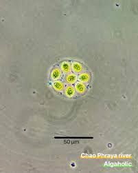 Attēlu rezultāti vaicājumam “Lycogala alisaulianovae sessile”