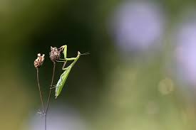 Attēlu rezultāti vaicājumam “macro”