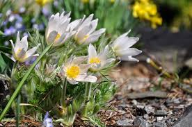 Attēlu rezultāti vaicājumam “Pulsatilla vulgaris flower”