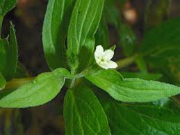 Attēlu rezultāti vaicājumam “Lithospermum officinale leaf”