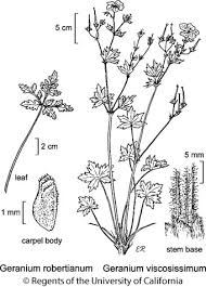 Attēlu rezultāti vaicājumam “Geranium robertianum fruit”