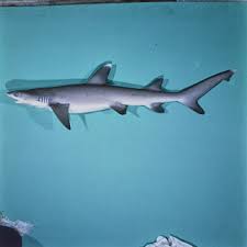 Image result for Triaenodon obesus