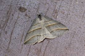 Attēlu rezultāti vaicājumam “Colobochyla salicalis”