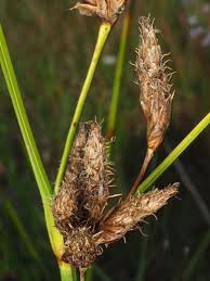 Attēlu rezultāti vaicājumam “Bolboschoenus maritimus”