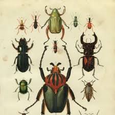 Attēlu rezultāti vaicājumam “Cicindela sylvatica imago”