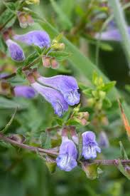 Attēlu rezultāti vaicājumam “Scutellaria galericulata leaf”