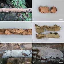 Attēlu rezultāti vaicājumam “Laurilia sulcata”