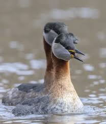 Attēlu rezultāti vaicājumam “Podiceps grisegena adult”