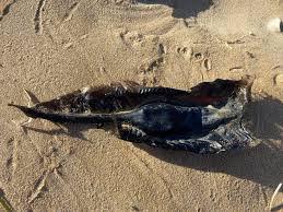 Image result for Callorhinchus capensis