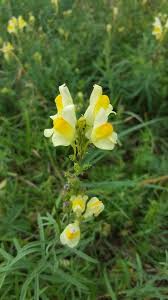 Attēlu rezultāti vaicājumam “Linaria vulgaris bud”