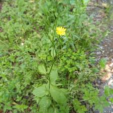 Attēlu rezultāti vaicājumam “Lapsana communis”