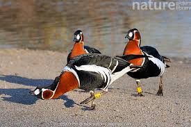 Image result for Branta ruficollis
