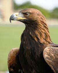 Attēlu rezultāti vaicājumam “Aquila chrysaetos adult”