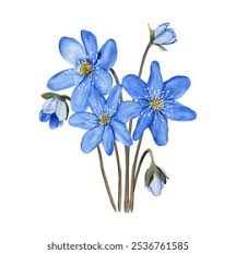 Attēlu rezultāti vaicājumam “Hepatica nobilis bud”