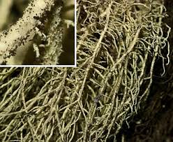 Attēlu rezultāti vaicājumam “Usnea hirta”