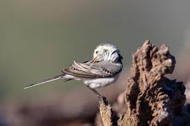 Attēlu rezultāti vaicājumam “Motacilla alba”