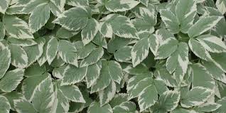 Attēlu rezultāti vaicājumam “Aegopodium podagraria leaf”