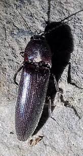 Attēlu rezultāti vaicājumam “Melanotus sp.”