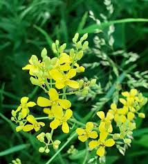 Attēlu rezultāti vaicājumam “Sisymbrium volgense flower”