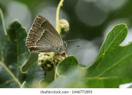 Attēlu rezultāti vaicājumam “Favonius quercus underside”