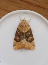 Attēlu rezultāti vaicājumam “Cosmia trapezina”