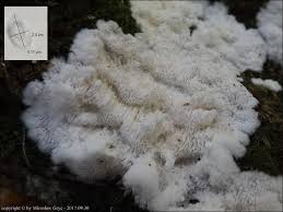 Attēlu rezultāti vaicājumam “Antrodia gossypium”