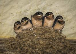 Attēlu rezultāti vaicājumam “Hirundo rustica nest”