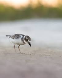 Image result for Calidris pusilla