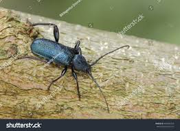 Attēlu rezultāti vaicājumam “Callidium violaceum”